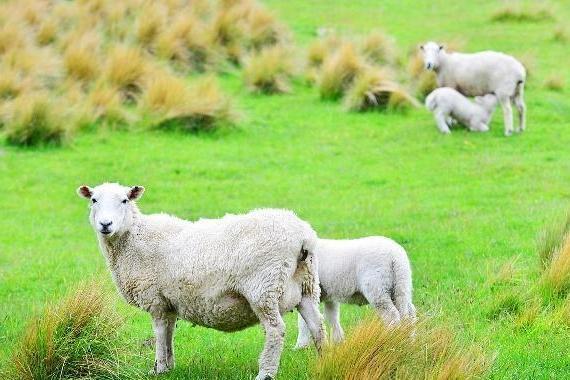 属羊的人几月出生最好，有你吗？