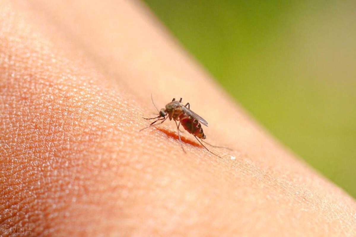 蚊子有偏爱血型、矿泉水晒太阳会致癌……网上的这些传言可靠吗？