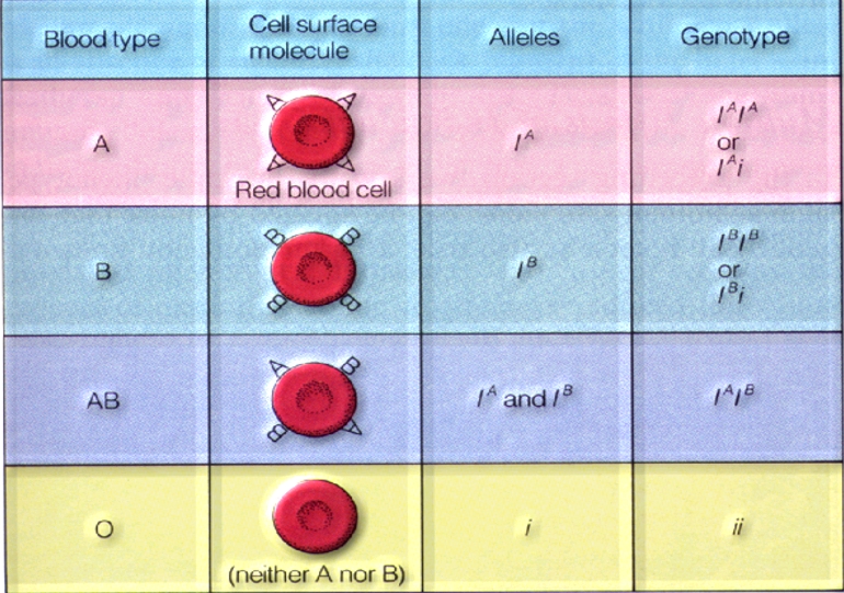 成功的秘诀
:ABO血型测定-玻片法