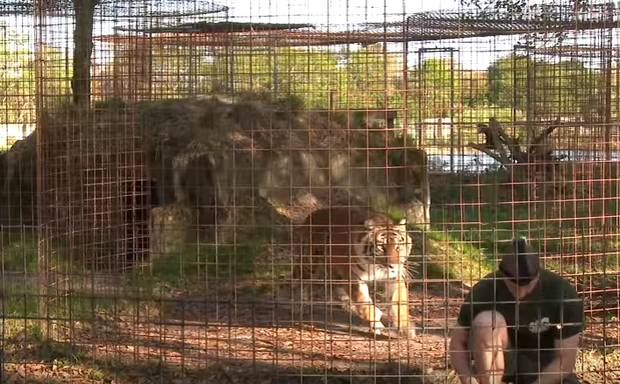 ✅口味重，胆小者不宜！  ！ 游客拍照被狮子吃掉的全过程，原来猫科动物突然袭击就是因为这个！
