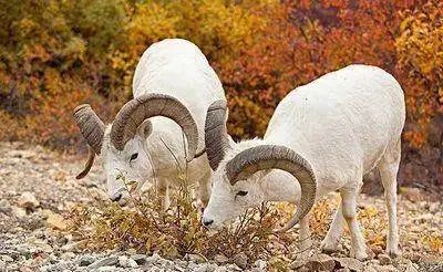 生肖羊的性格特征和处事方式