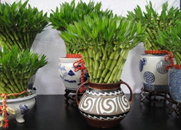 5种常见风水植物，让你富足、快乐、健康！