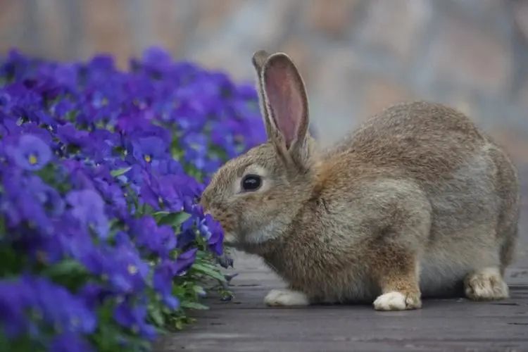 1999年生肖兔 | 男女属兔的属相婚配表大全,生肖兔的最佳婚配
