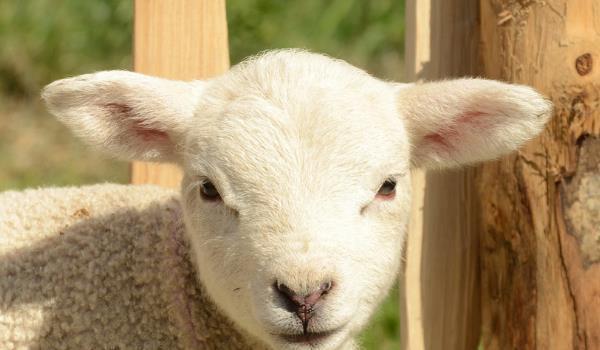 属羊人晚年运势如何？能否富贵全在11月！家里有属羊速看！