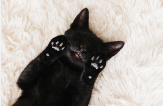 实务经验:梦到黑猫是什么预兆 梦见黑猫周公解梦解释