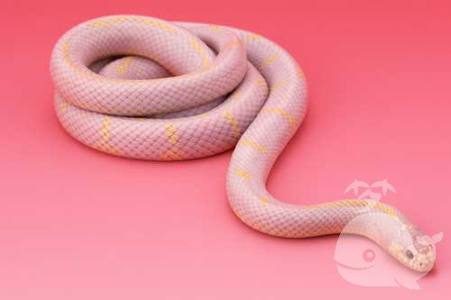 梦见粉色的蛇是什么意思