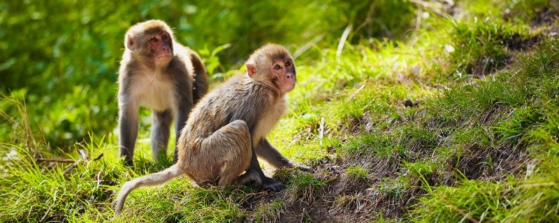 行业实践
:属猴出生年份及其年龄 属猴的年份及年龄对照