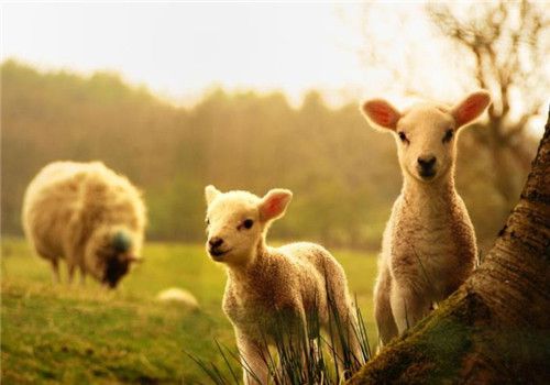 属羊几月生是一等命，三月、五月、十月