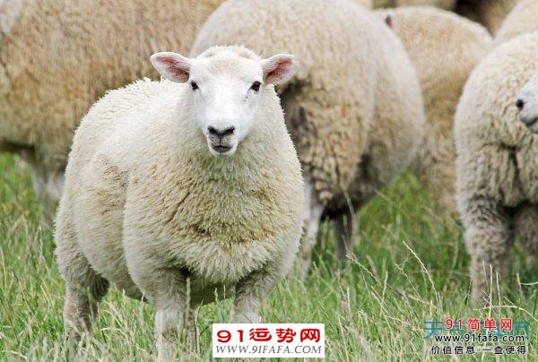 属羊几月生是一等命，三月、五月、十月