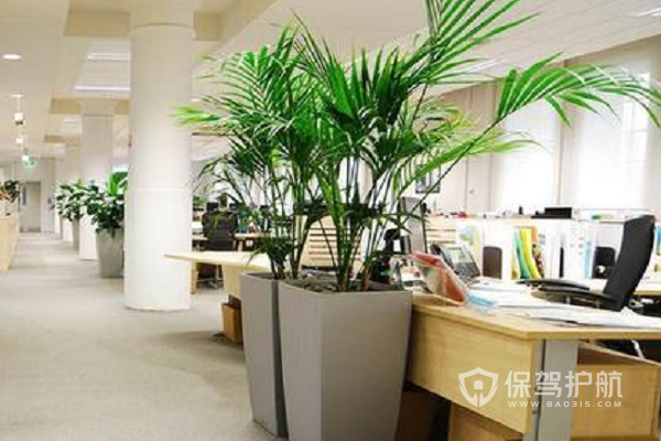 经验共享
:办公室绿植摆放风水忌讳，关于办公室植物摆放风水