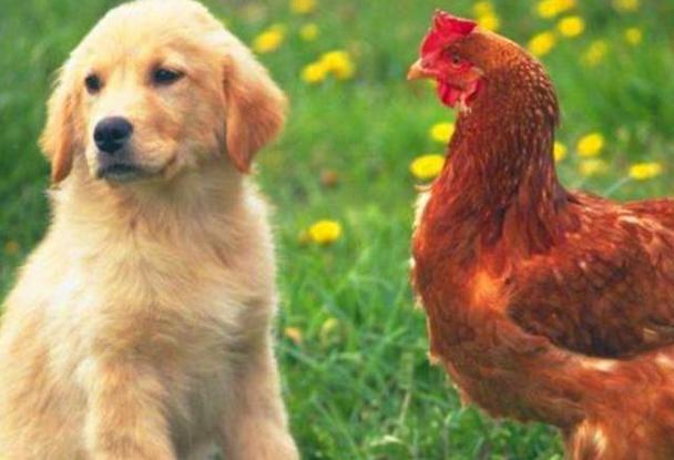 狗十鸡和什么生肖相冲 狗与鸡和哪些生肖不合适是什么意思？