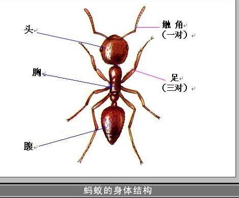 难以想象
:看蚂蚁相算命图解 看蚂蚁叫什么