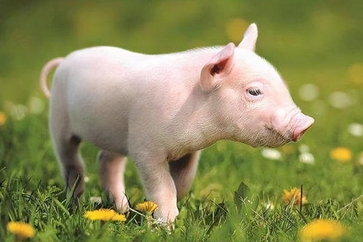 事情的真相
:你知道吗?生肖属猪的人都有哪些优点和缺点?性格分析告诉你！