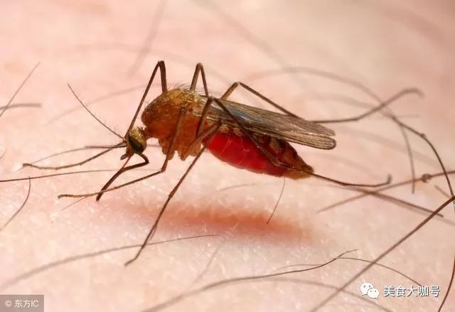 什么血型是蚊子最爱？