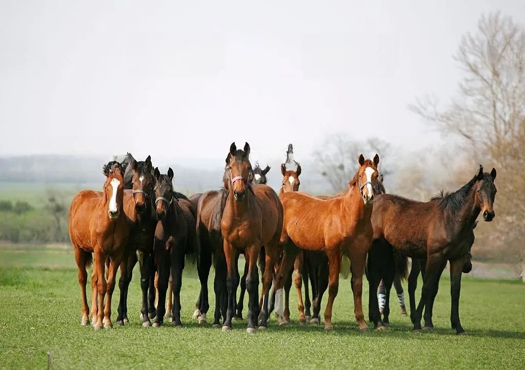 胆战心惊
:草原上的生命律动：马帮文化的传奇与魅力