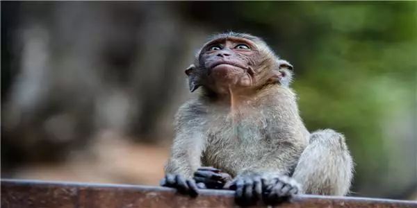 1992年出生的属猴人一生运势会是怎样？