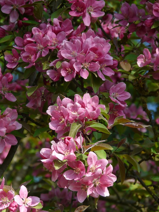 梦见树上开花是粉色的
