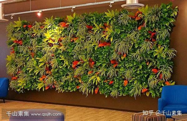 不得不知
:旺财的植物墙植物推荐 优化家居风水