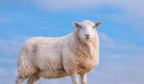 重塑经典
:十二生肖属羊的怎么样,揭秘属羊的十二生肖之性格特点与命运