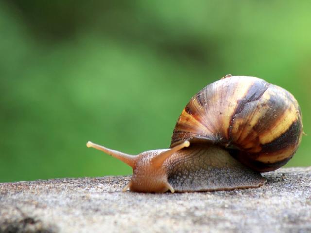 家里出现蜗牛预示风水家居风水来讲，蜗牛来家里有什么寓意