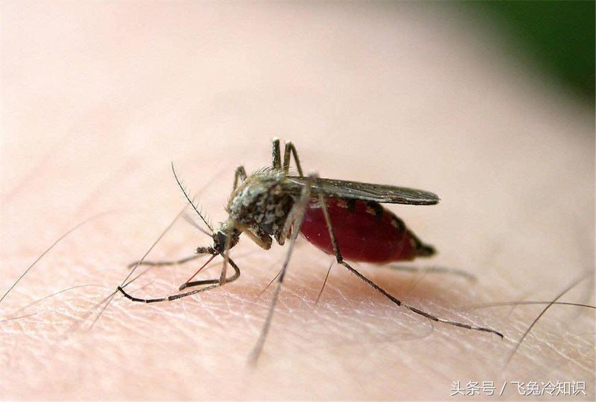 别人总说O型血招蚊子，这是真的吗？看完你就知道！