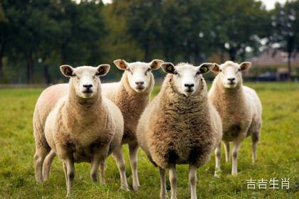 真相大揭秘
:哪个生肖偏爱属羊——从生肖相克相合和五行角度解析