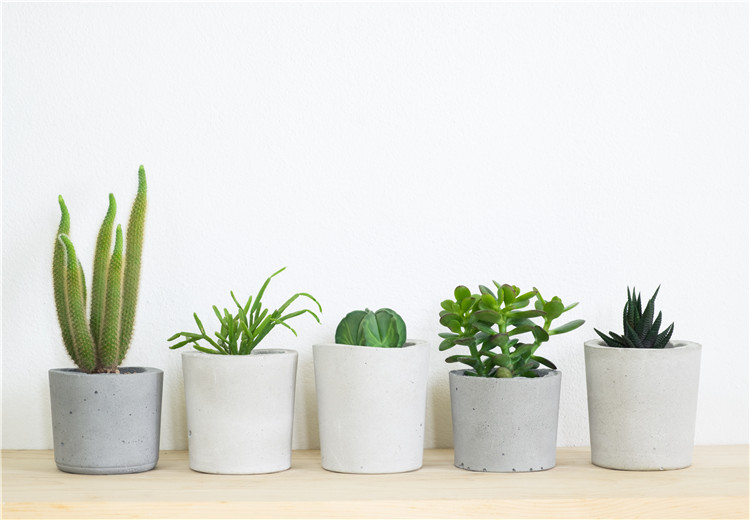 观点新颖
:办公室摆放植物的学问